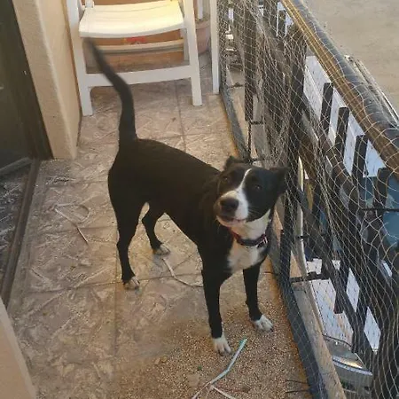 Dog Friendly Pansiyon *