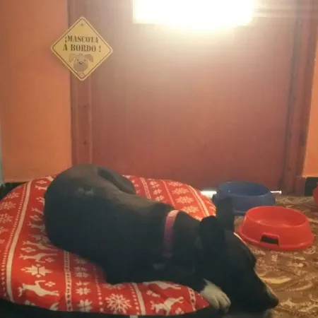 Dog Friendly Polinya de Xuquer